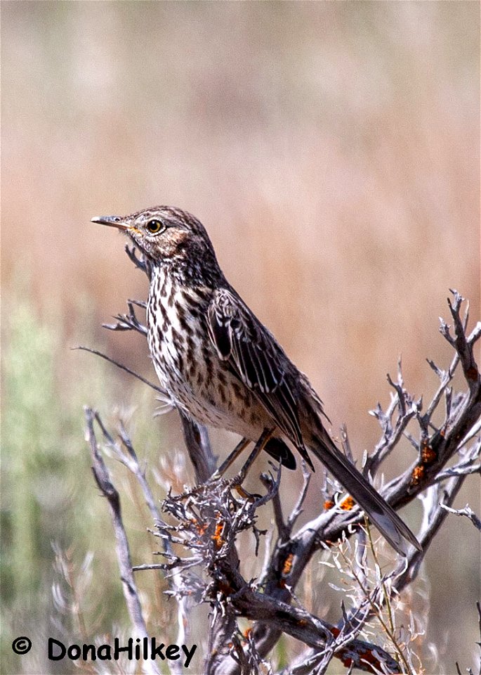 Sage Thrasher