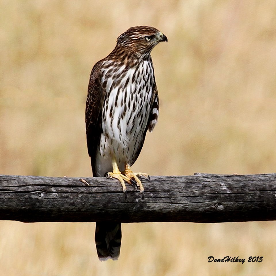 Cooper's Hawk