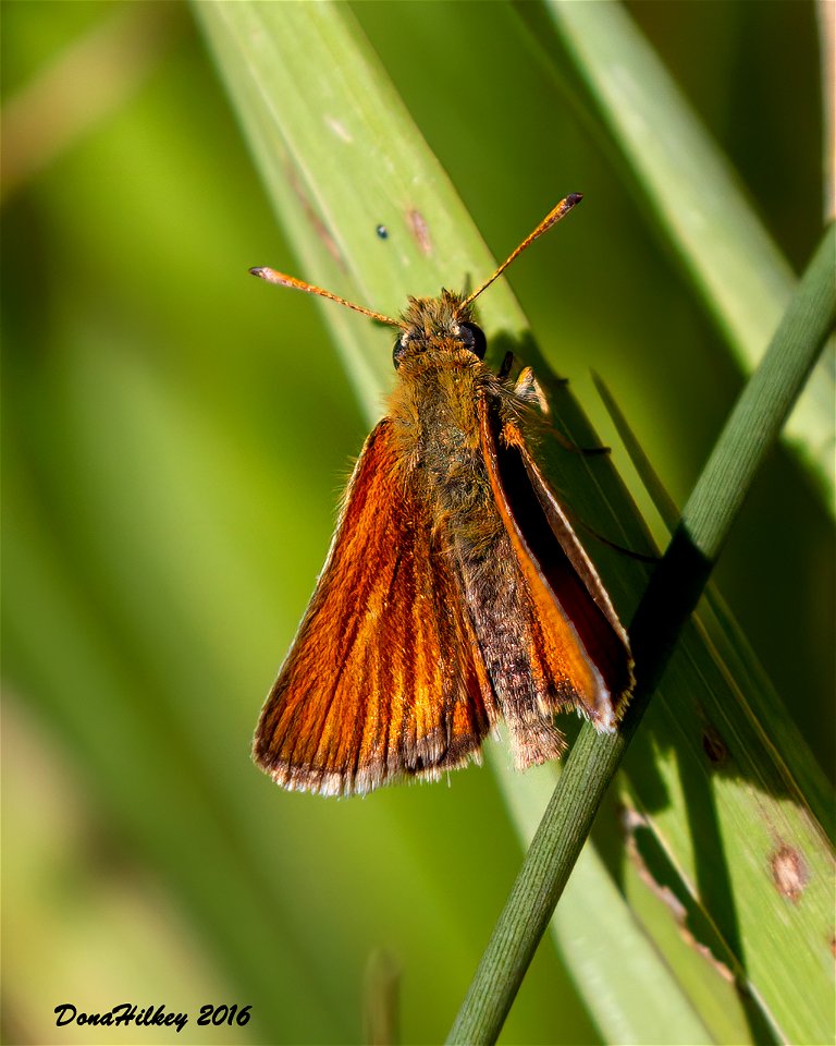 European Skipper