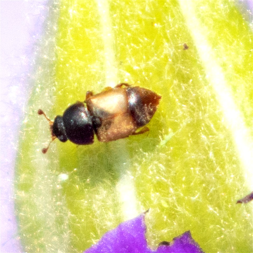 Cactus Sap Beetle