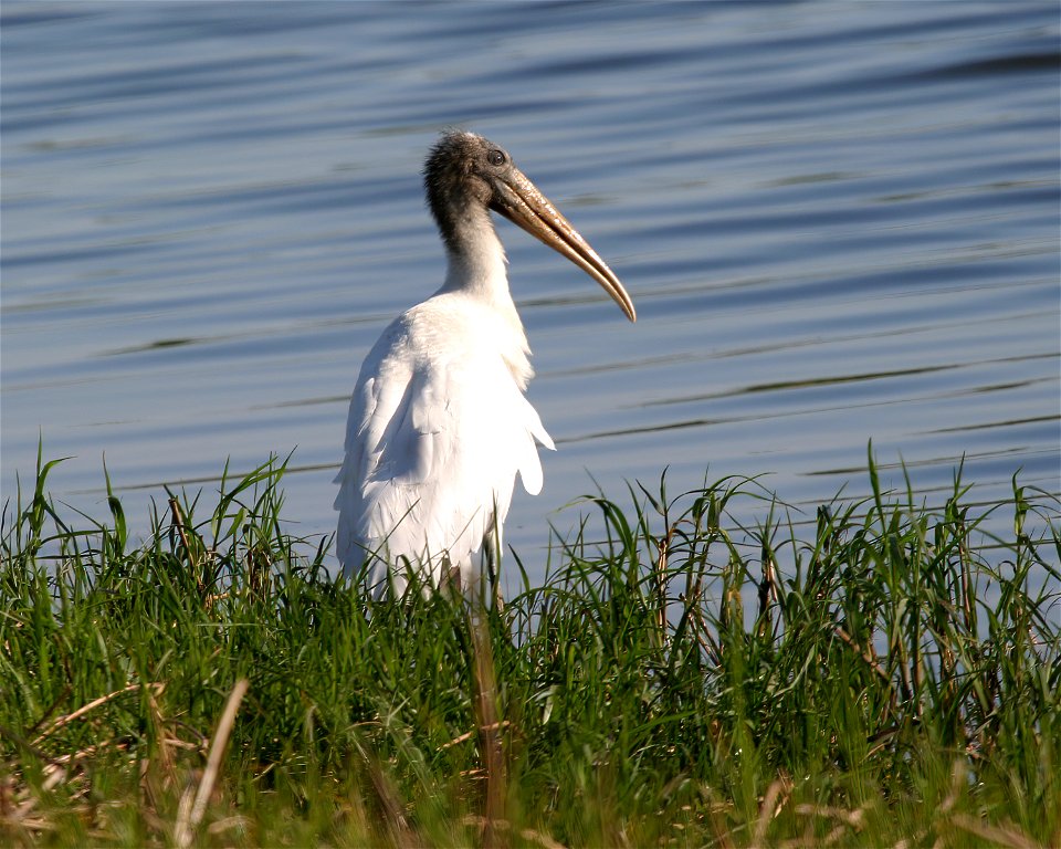 Wood Stork