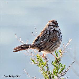 Song Sparrow photo