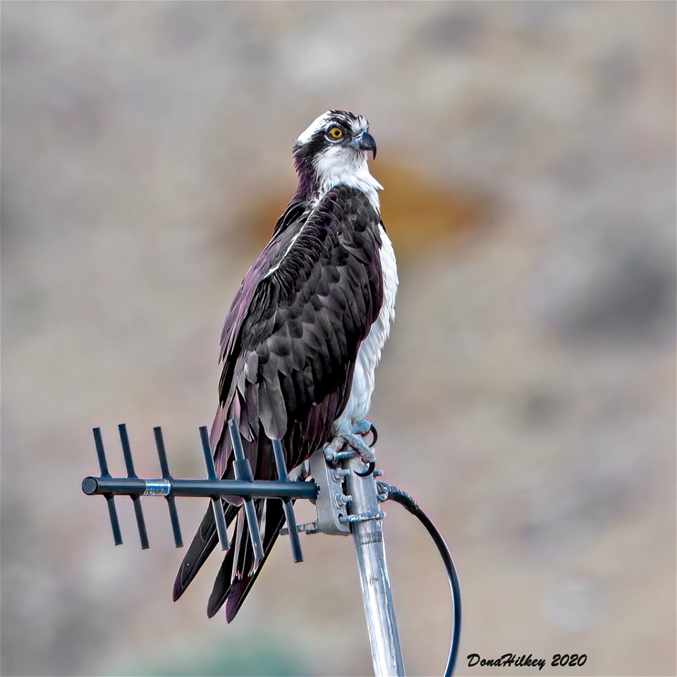 Osprey