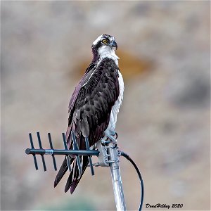 Osprey photo