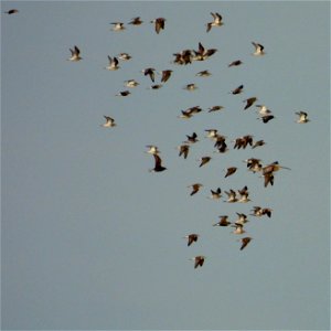 Gemengde steltlopers