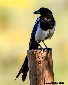 Black-billed Magpie