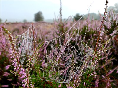 Spinneweb op de heide photo