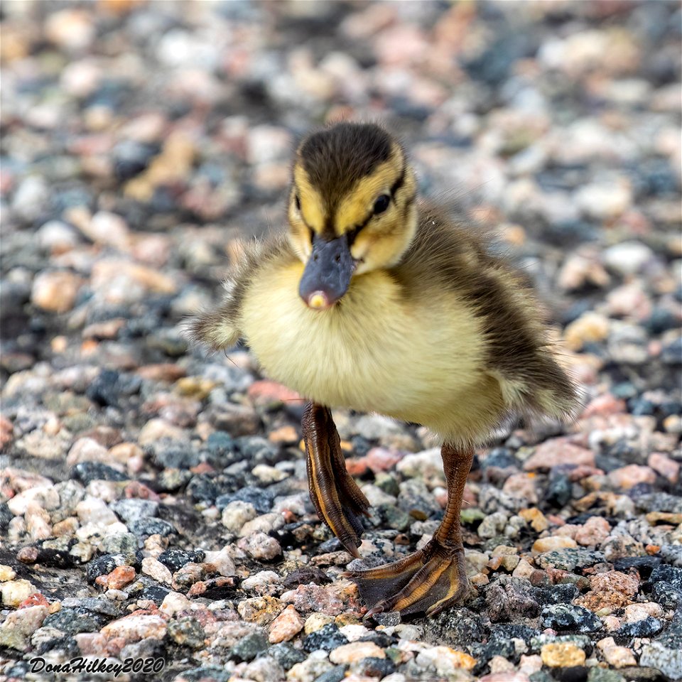 Mallard Chick