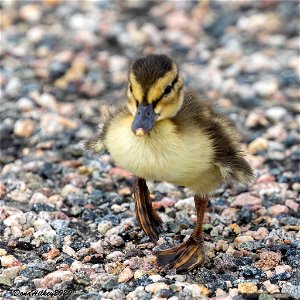 Mallard Chick