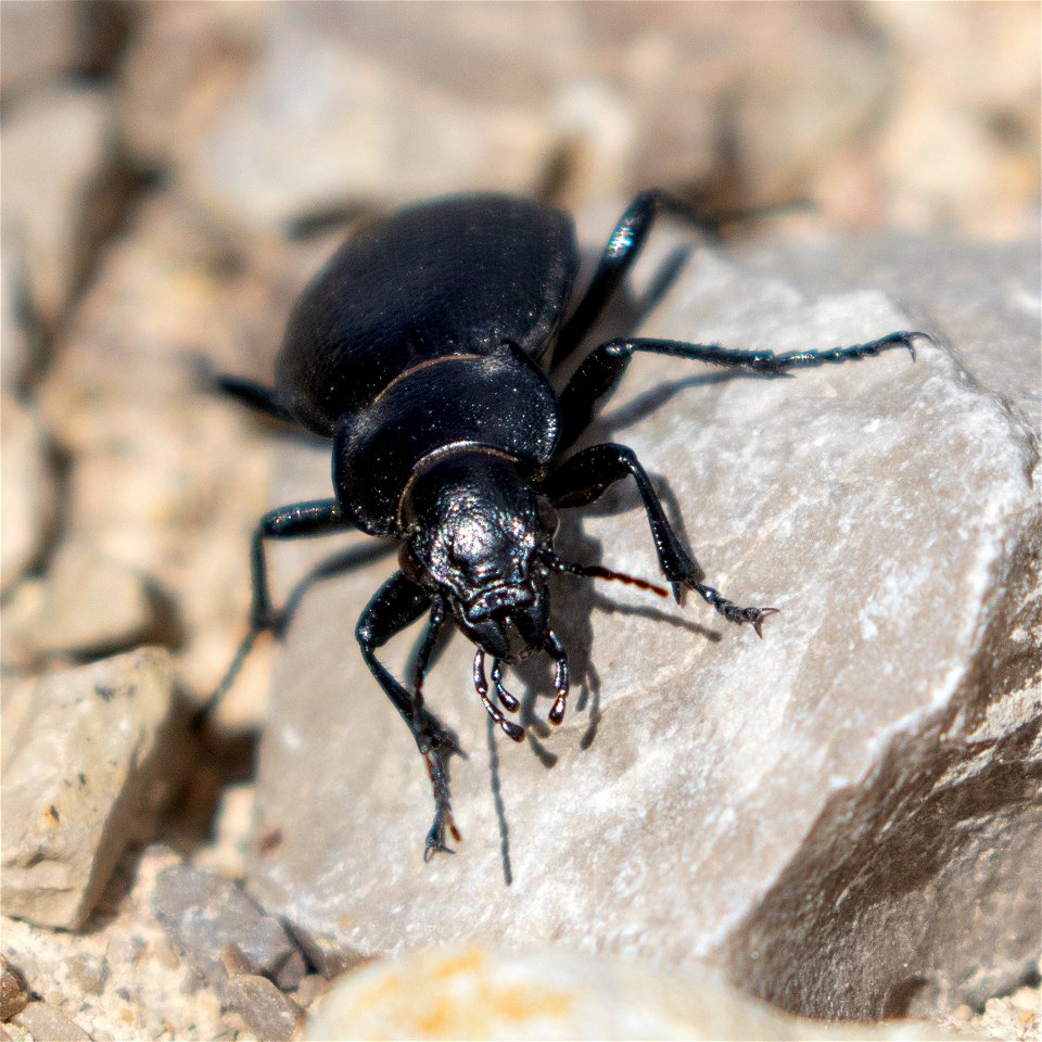 Caterpillar Hunter Beetle