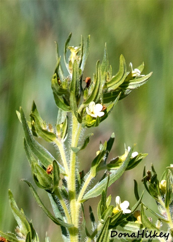 Western Stoneseed