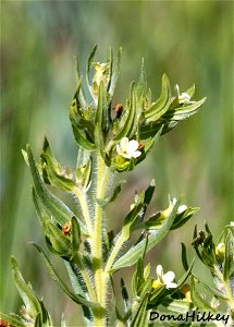 Western Stoneseed