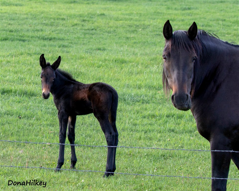 Mule-foal-2june2021-CR4