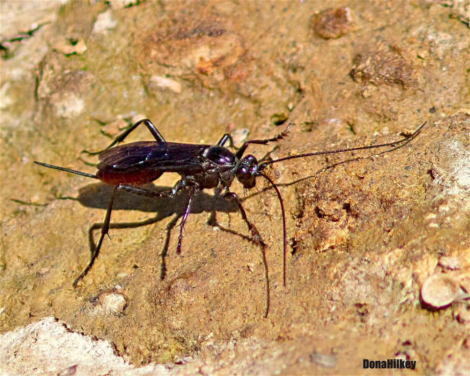 ichneumon Wasp