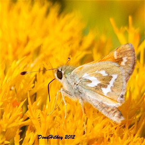 Western Branded Skipper photo