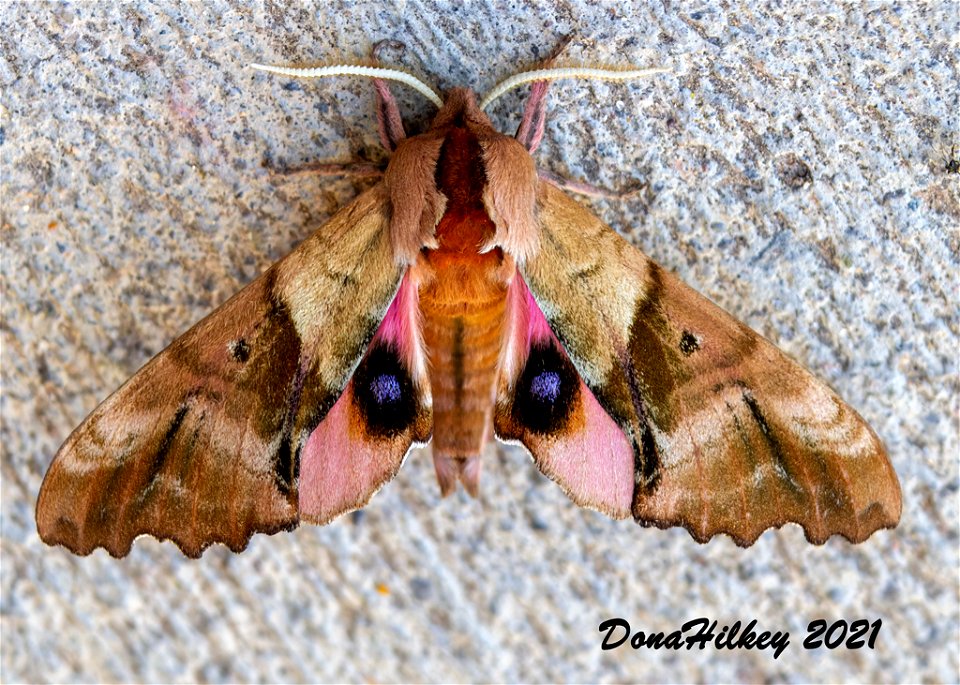 Blinded Sphinx 7june2012 Kates