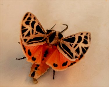 Parthenice Tiger Moth photo