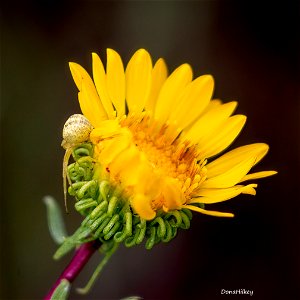 Crab Spider on Curly Gumweed