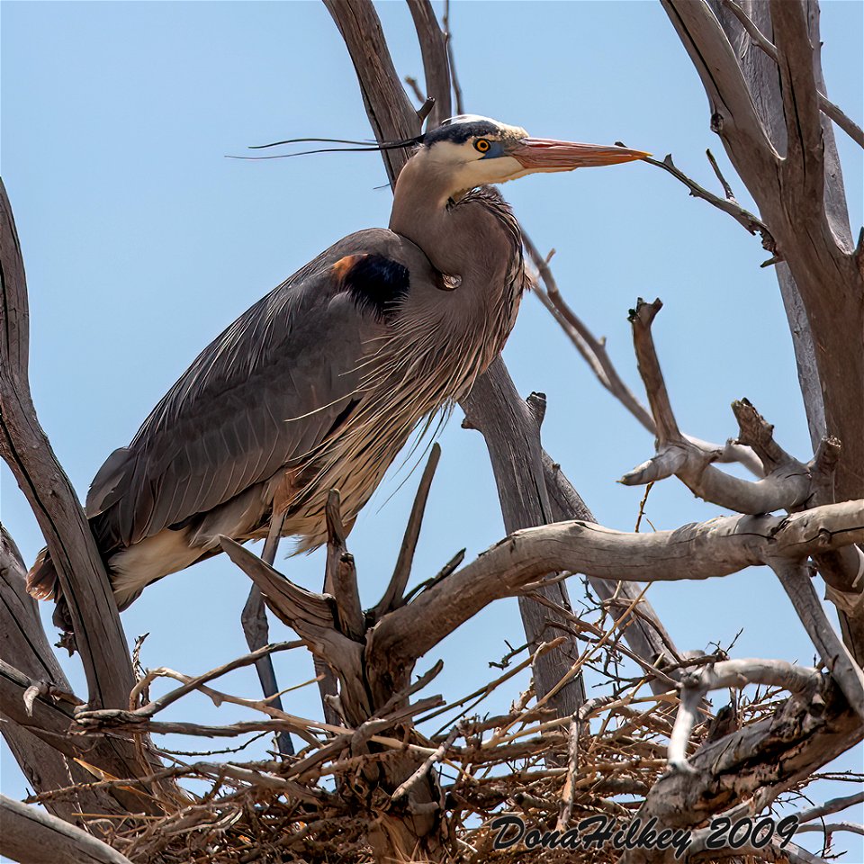 Great Blue Heron
