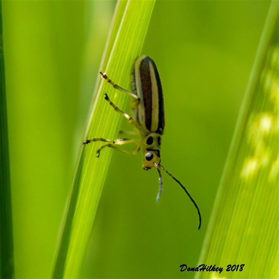 Rabbitbrush Leaf Beetle