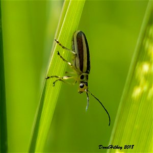 Rabbitbrush Leaf Beetle
