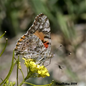 Painted Lady photo