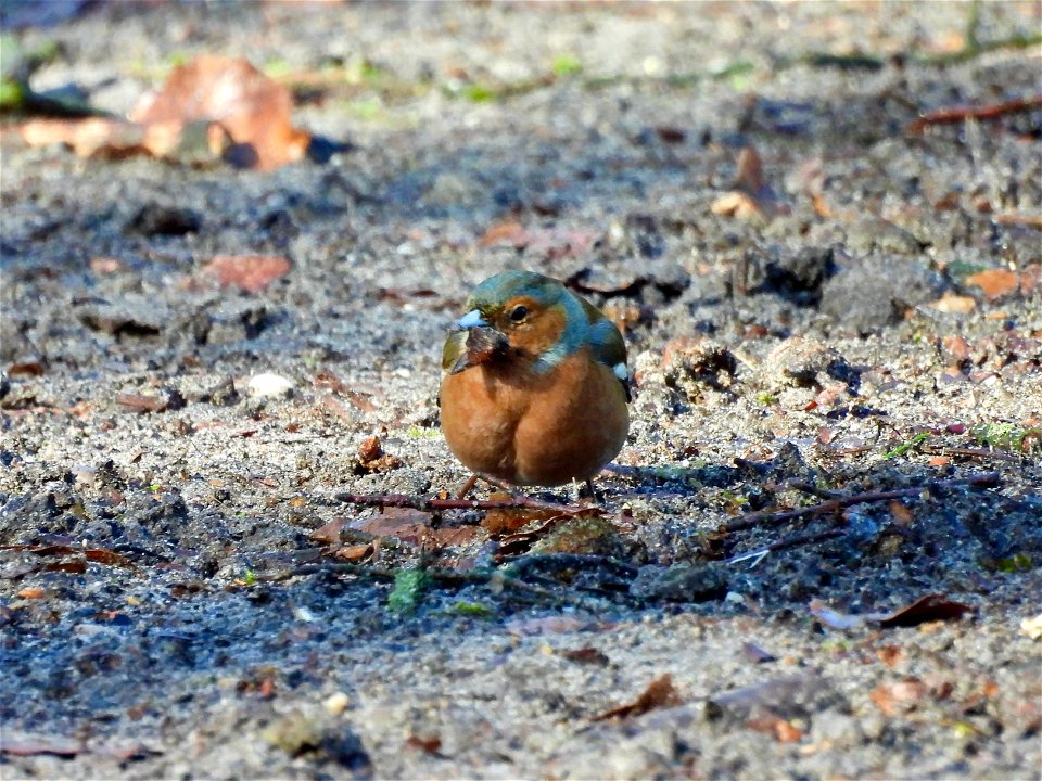 Vink met beukennoot
