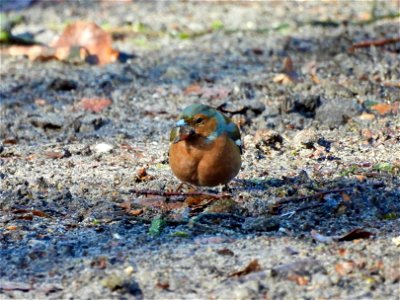 Vink met beukennoot