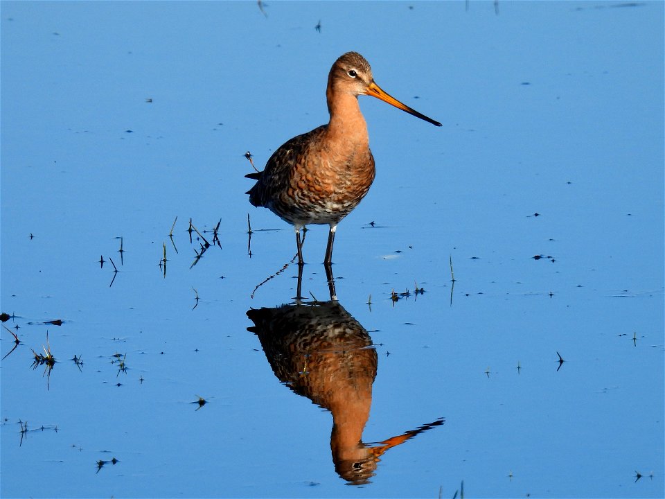 Grutto