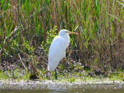 Grote zilverreiger