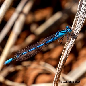 Northern Bluet photo