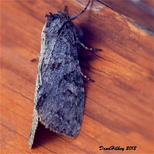 Cutworm Moths and Allies Family