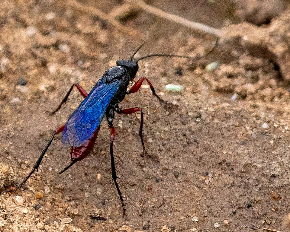 Wasp (Cryptus species