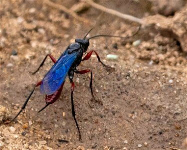 Wasp (Cryptus species