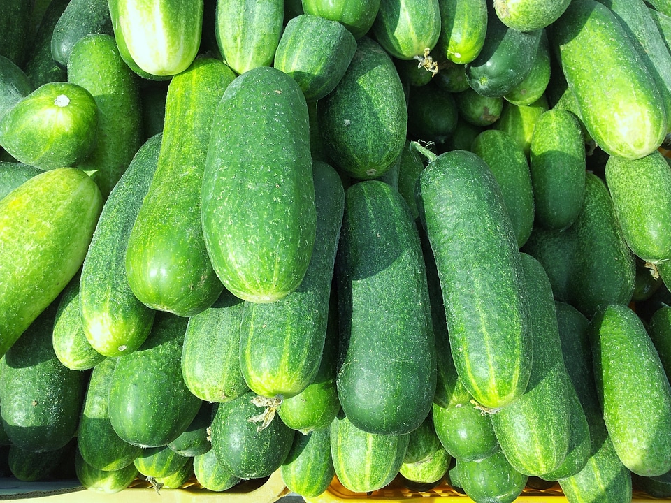 Fresh green garden
