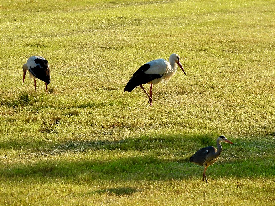 Ooievaars en blauwe reiger