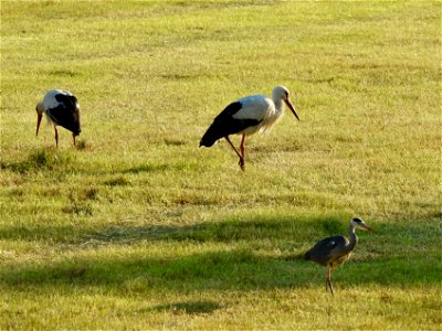 Ooievaars en blauwe reiger