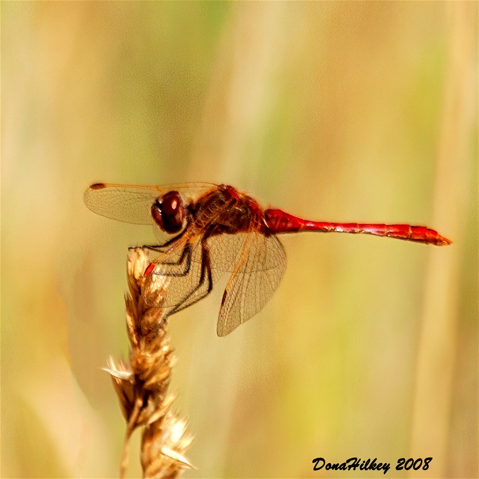 Variegated Meadowhawk)