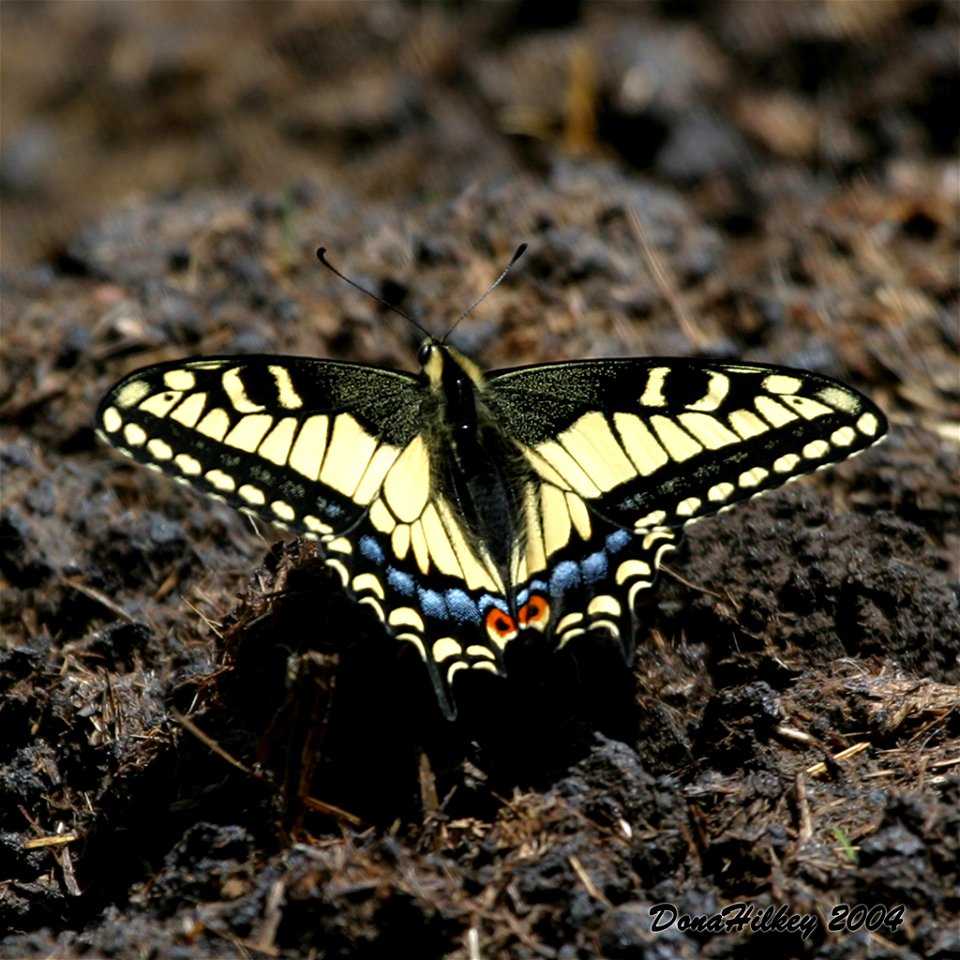Anise Swallowtail