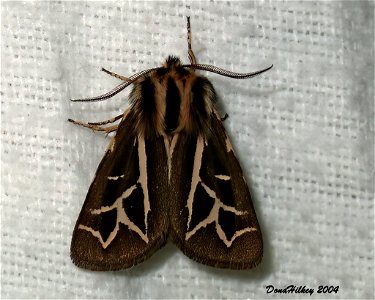 Williams' Tiger Moth  9july2004 Adams Lodge