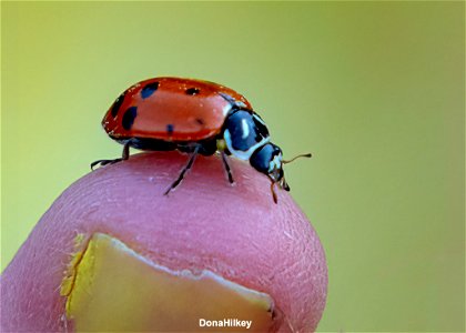 Convergent-Lady-Beetle-13june2021-Flag-Creek - Copy