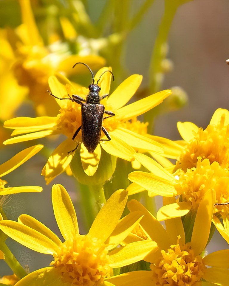 Unid Flower Longhorn Beetle