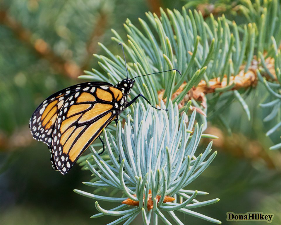 Monarch-Butterfly-23aug2020-home-