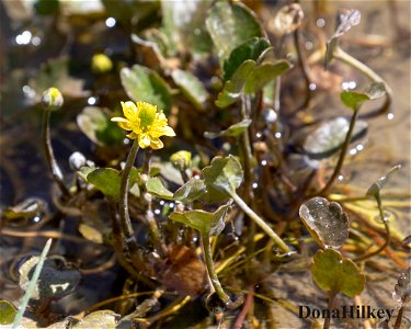 Marsh-Buttercup-21may2020-88-creekcrossong