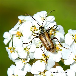 Acmaeops pratensis