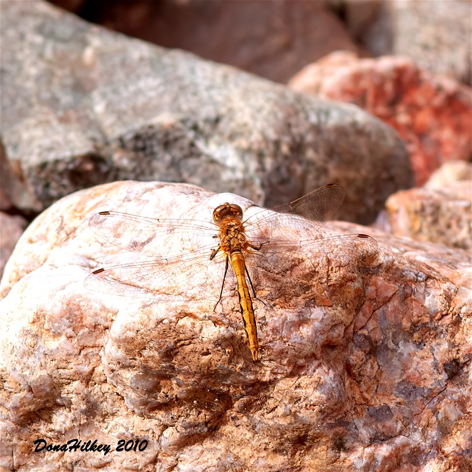 unid  Meadowhawk