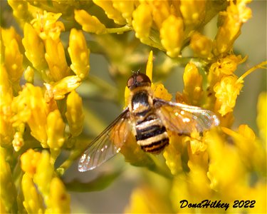 Tachinid Fly