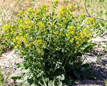 Wintercress