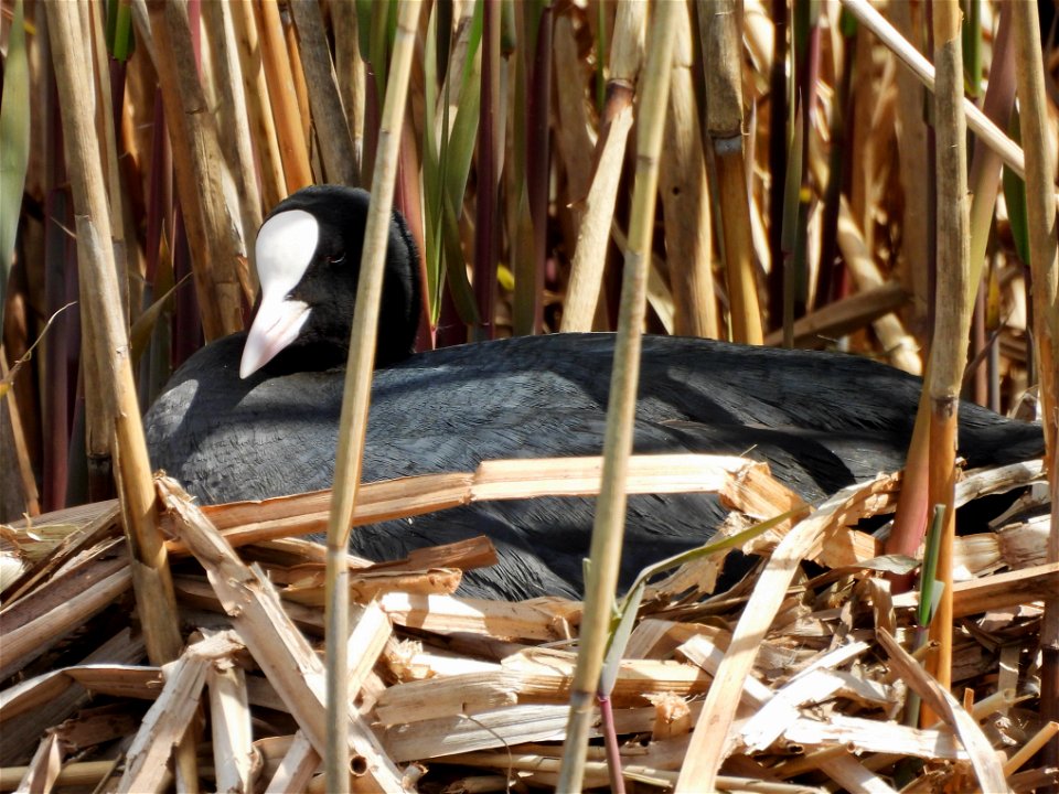 Meerkoet op nest