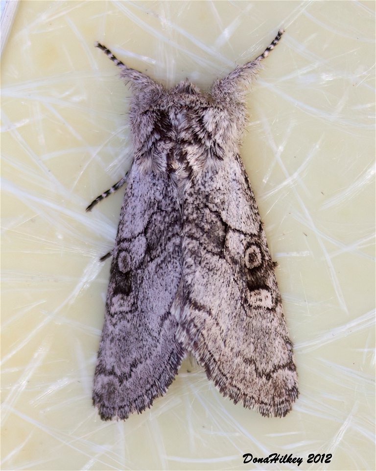 Cutworms and Dart Moths